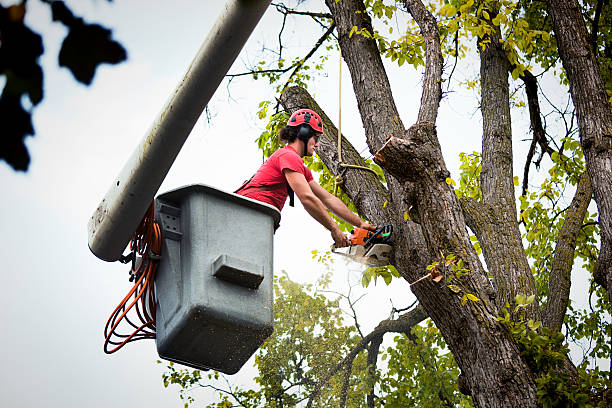 Best Palm Tree Trimming  in Santa Teresa, NM